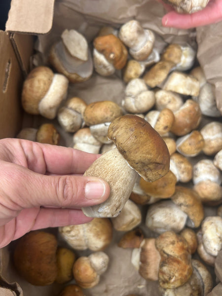 Porcini Mushroom (Oregon), Lb