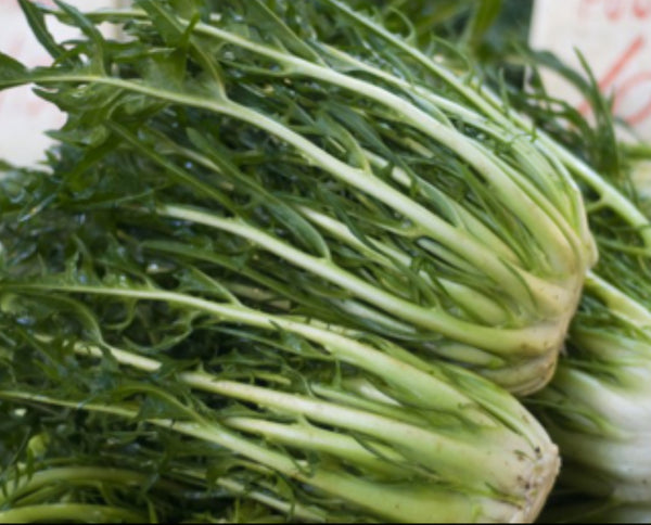 Puntarelle (local) per Lb