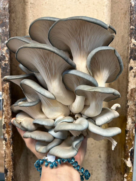 Mushrooms Mix (cultivated and local), Per Lb