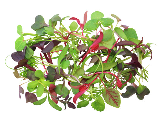 Microgreens House Mix (perfect foods, NY), per clam