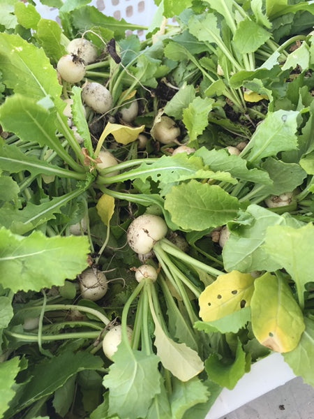 Turnips Hakurei (Local), Bunch