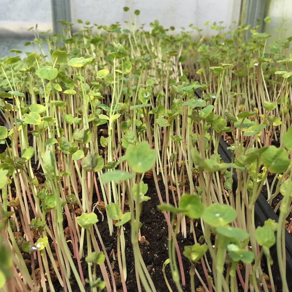 Micro Nasturtium (Local), 2oz