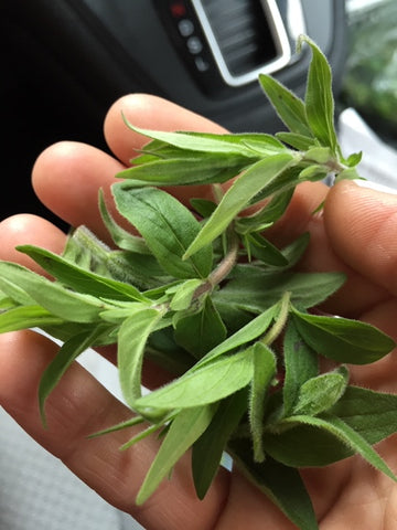Mint (Local), Bunch