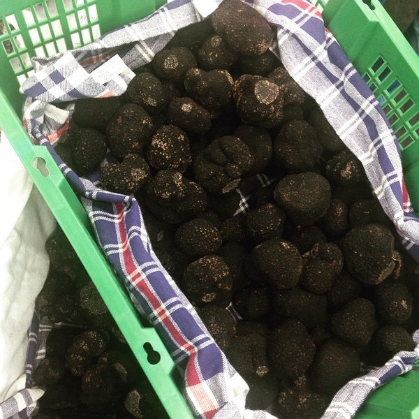 “Burgundy” Tuber uncinatum Truffle (Europe)