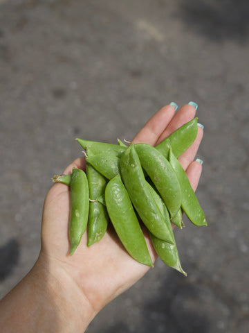 Peas Sugar Snap “mangetout” (local), Lb
