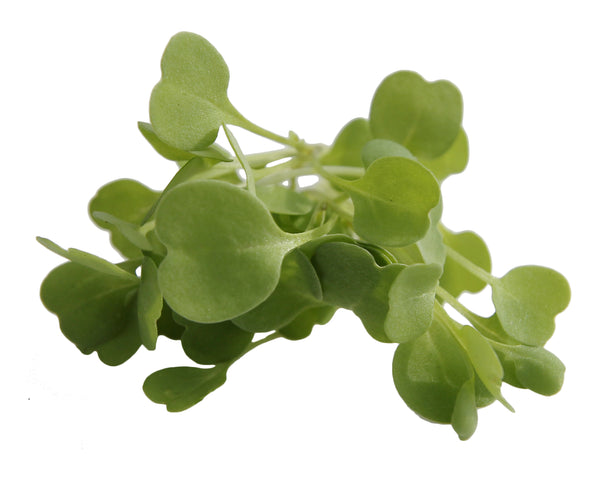 Micro Arugula 4oz
