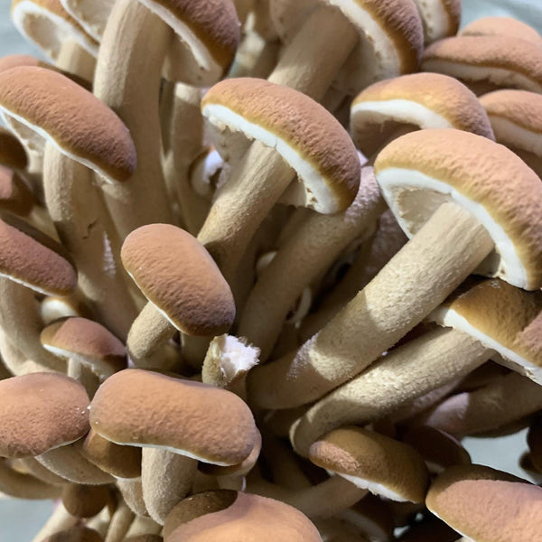 Mushrooms Mix (cultivated and local), Per Lb