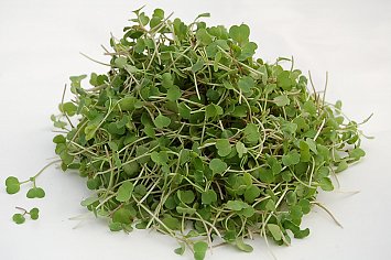 Micro Arugula 4oz