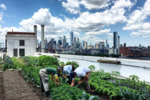 Brooklyn Grange Rooftop Farms