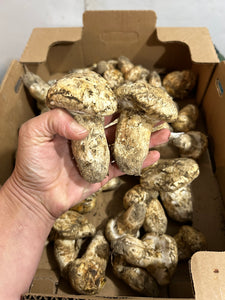 Matsutake (pine mushrooms from Oregon) Lb