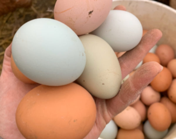 Eggs organic (Local), dozen