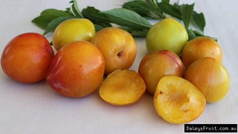 Gold Plums/shiro (local), Lb