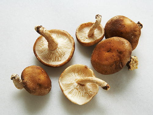 Shiitake Fresh mushrooms (Local), pint