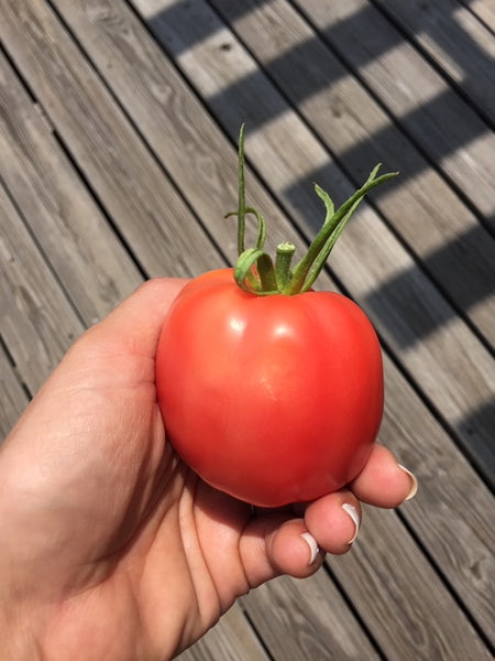 Red Tomatoes beefsteak (Local), Lb