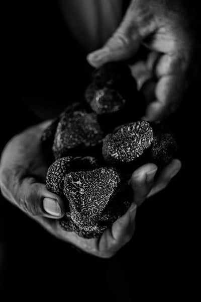 Tuber melonosporum frozen truffle (France)