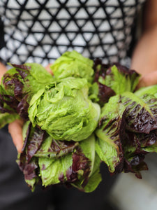 Petite Lettuce mixed color (Local), Lb