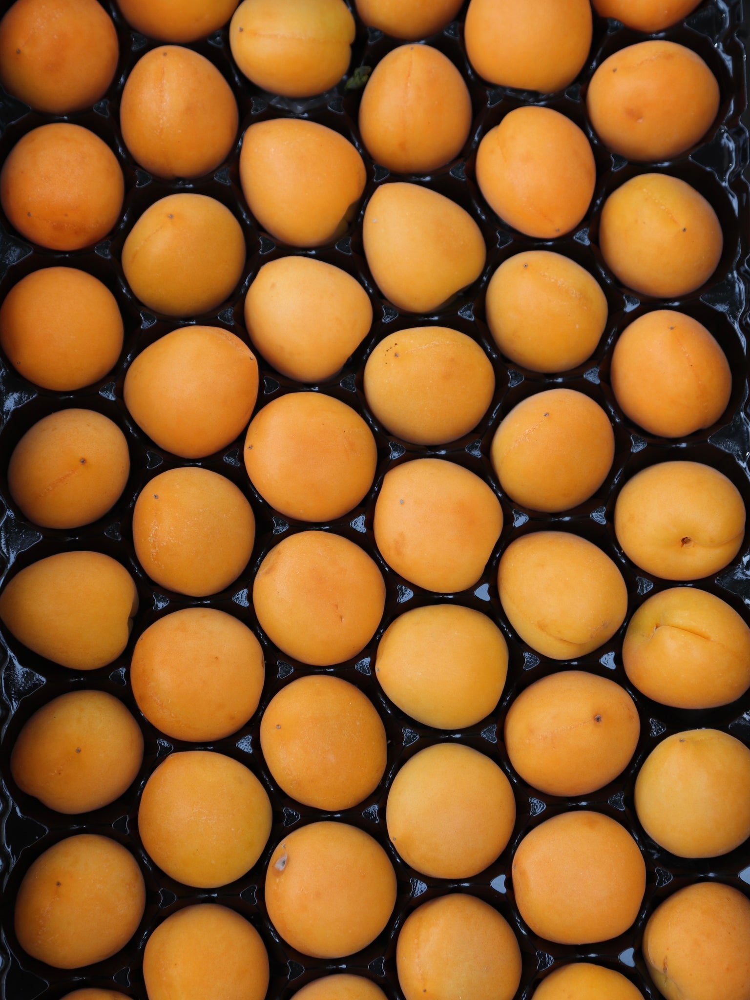 Apricots (CA), Lb