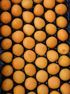 Apricots (CA), Lb