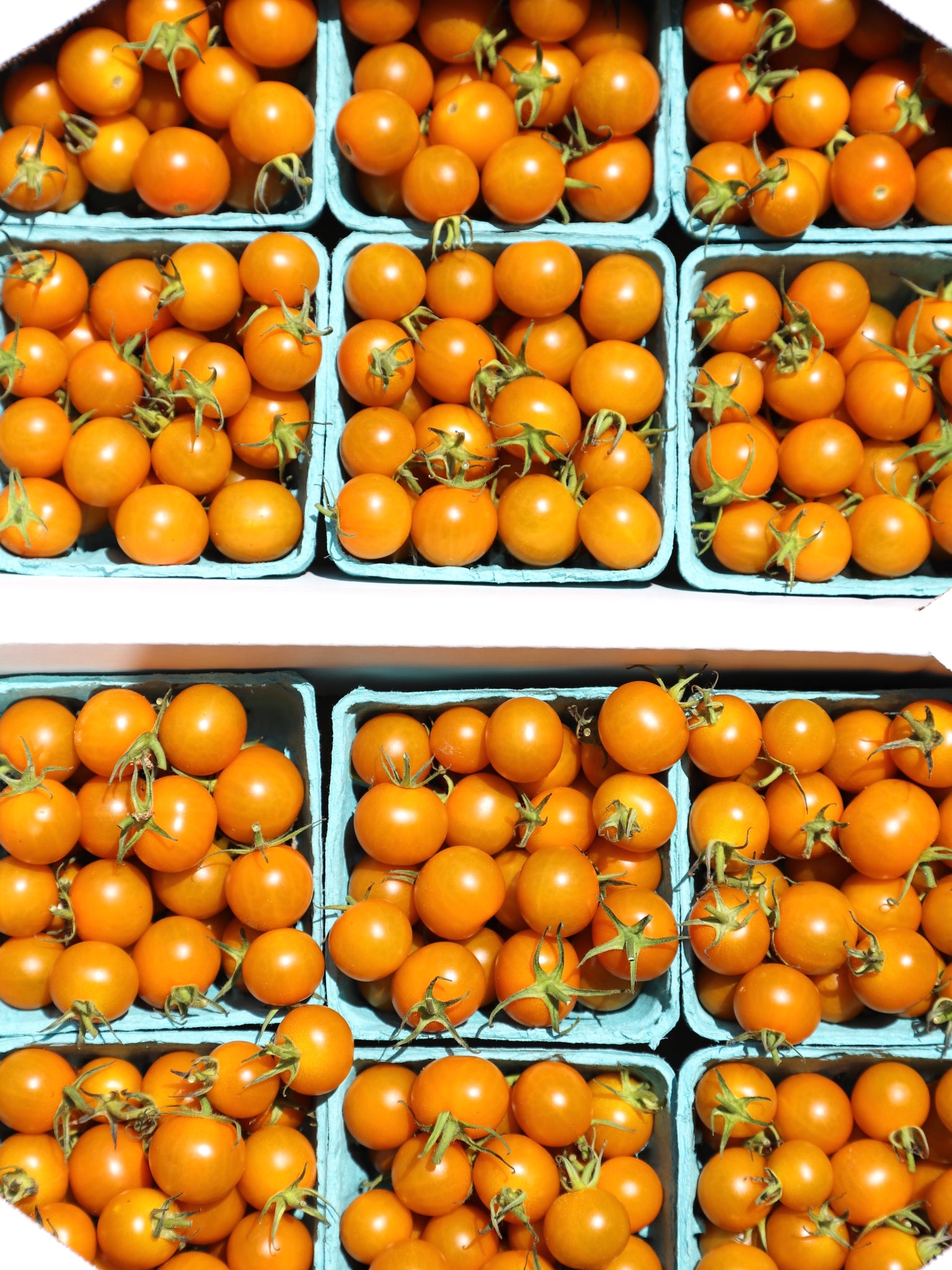 Sungold Tomatoes (Local), Pint