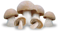 St-Georges Mushrooms (France), Lb