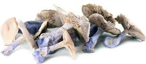 Blue Foot Mushroom (France), Lb