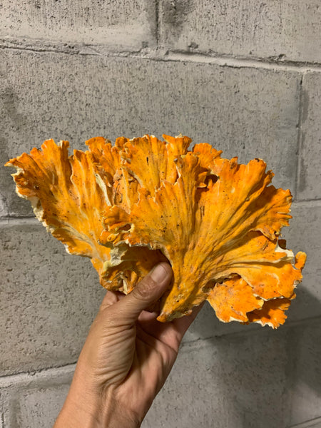 Chicken of the woods (wild, domestic) per Lb
