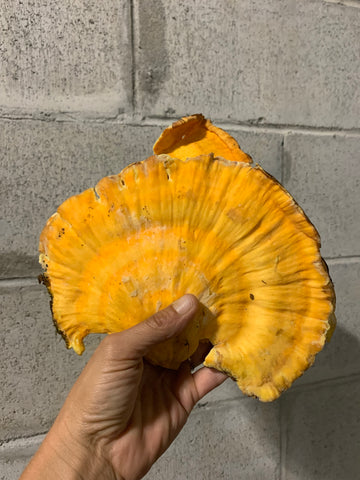 Chicken of the woods (wild, domestic) per Lb