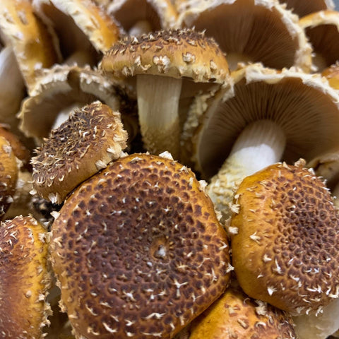 Mushrooms Mix (cultivated and local), Per Lb