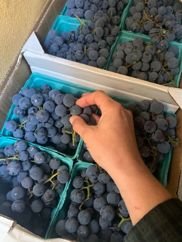 Concord grapes (local) Quart