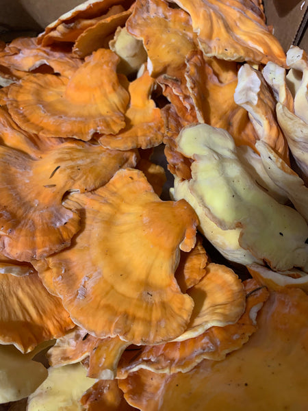Chicken of the woods (wild, domestic) per Lb