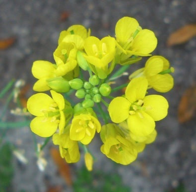 Mustard Edible Flower (Local), Box