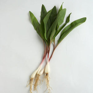 Ramps Sustainably Foraged 1lb